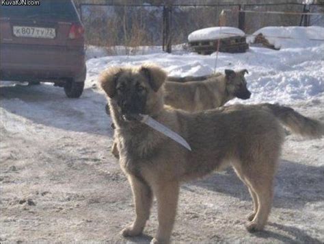 In Soviet Russia Dog Fetch You