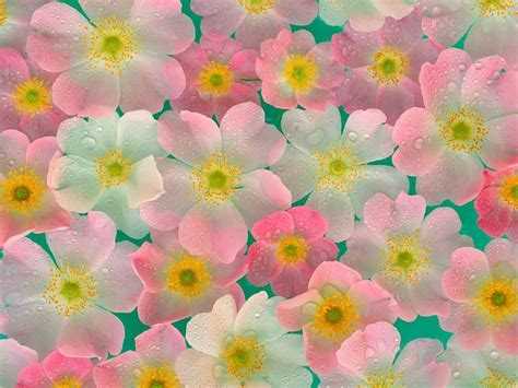 50 Bing Free Flower Wallpaper Wallpapersafari