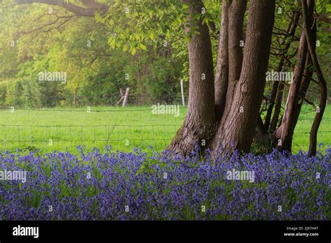 Stunning Majestic Spring Bluebells Forest Sunrise In English