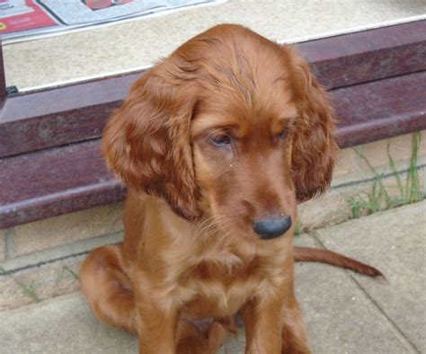 Irish Red Setters Puppy For Sale Arundel West Sussex Setter