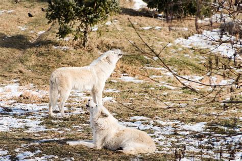 Toronto Zoo January 6 2016 Arctic Wolf I Got Them To Ho Flickr