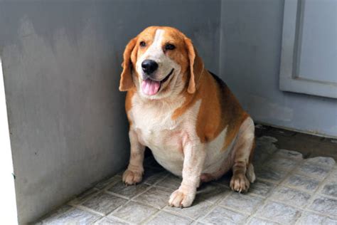 Overweight People More Likely To Have Overweight Dogs The Citizen