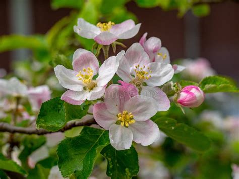 Blossom Of Pear Pear Tree In Blossom Flowers Of Pear Tree Stock Image