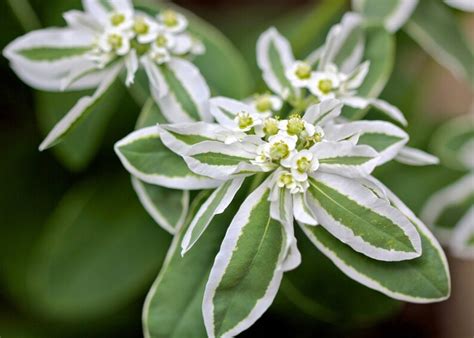 30 Snow On The Mountain Euphorbia Marginata Flower Seeds Etsy