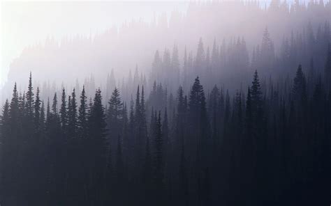 Foggy Forest Wallpapers Wallpaper Cave