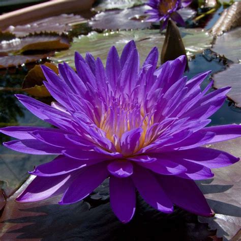 Ultra Violet Water Lily Pre Order Chalily Ponds Gardens