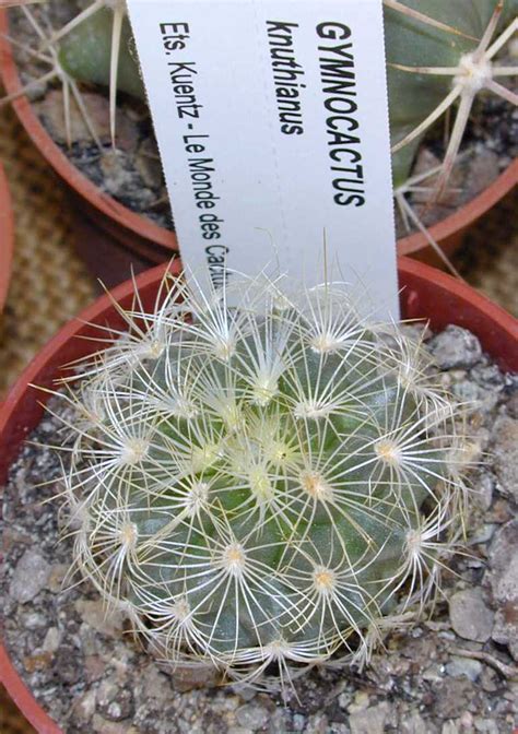 ： europia trigona ， plant type: Turbinicarpus saueri ssp. knuthianus
