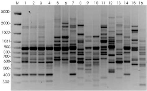 Random Amplified Polymorphic Dna Patterns Obtained By Using The Primer