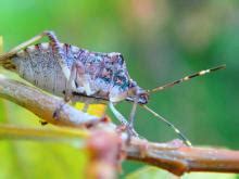 Biological control of brown marmorated stink bug. EMERGING PEST: Brown Marmorated Stink Bug—A Pending Threat ...