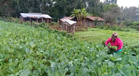 Integrated pest management (ipm) is an environmentally friendly, common sense approach to controlling pests. The Pesticide Management Initiative East African Region ...