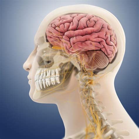 Head And Neck Anatomy Artwork Photograph By Science Photo Library