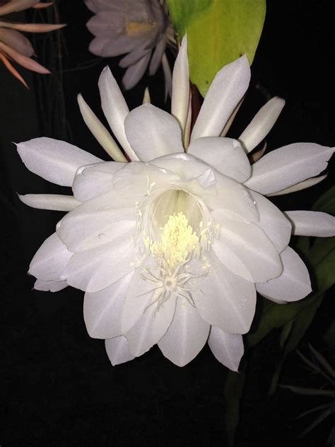 Good quality potting soil mixed with sand for drainage. MARIETTE'S BACK TO BASICS: {Night Blooming Cereus ...