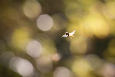 40 Beautiful Examples Of Bokeh Photography The Photo Argus
