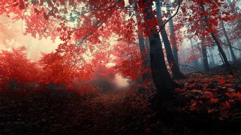 Forest Red Wallpapers Wallpaper Cave