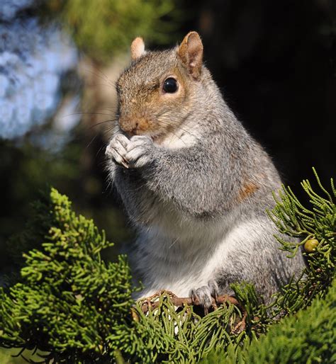 A Squirrel Praying Actually It Was Eating Some Sunflowers Flickr