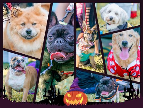 See all external reviews for lil' bow wow: The 6th Annual Bow Wow Ween Celebration - Petland Florida