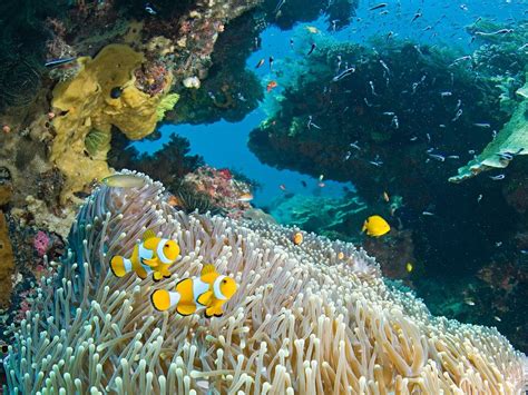 Indonesias Most Beautiful Underwater Dive Spot Travel Insider