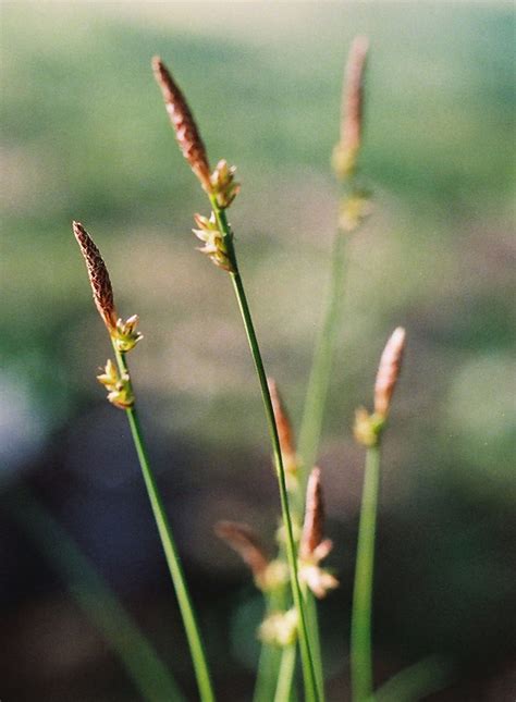 Carex Pensylvanica Pennsylvania Sedge At Toadshade Wildflower Farm