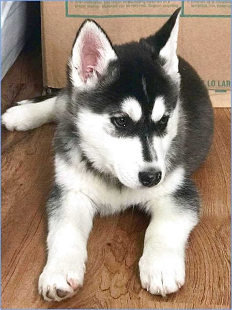 Take a look at our available puppies for sale in pittsburgh, pennsylvania! siberian husky puppies for sale in ohio craigslist