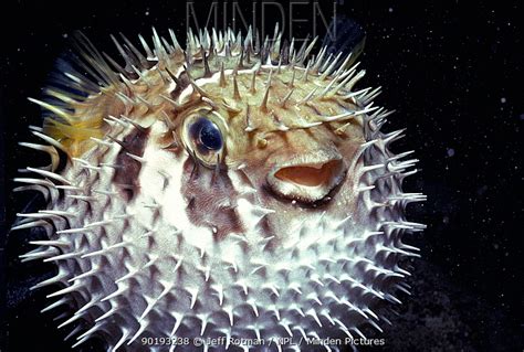 Puffer Fish Stock Photo Minden Pictures