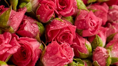 Wallpaper Fresh Red Roses Flowers Background Water Droplets 5120x2880 Uhd 5k Picture Image