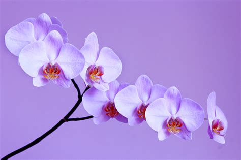 Light Lilac Orchid On The Lilac Background Stock Photo Download Image