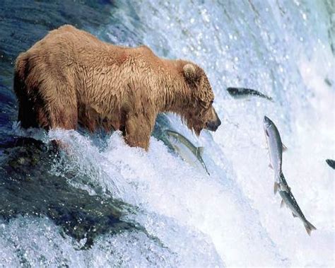 10 Interesting Grizzly Bear Facts My Interesting Facts