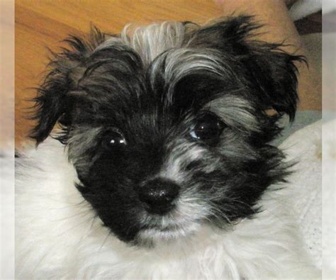 havanese breed information  pictures  puppyfindercom