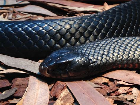Free Picture Black Snake Viper Wildlife Cobra Reptile Venom Danger