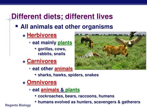 Ppt Animal Nutrition Human Digestion Powerpoint Presentation Free