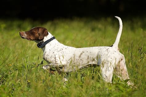 Pointer Facts 9 Things To Know About This Historic Hunting Breed