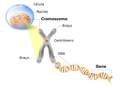 Resumos De Biologia O Ncleo E Os Cromossomos