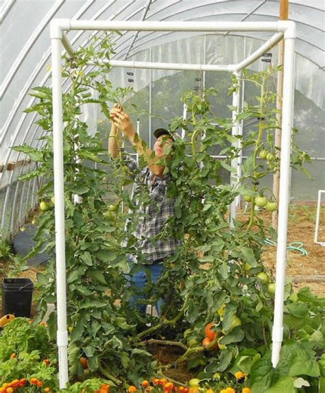 Cucumber Trellis Using Pvc Pipe Garden Plant