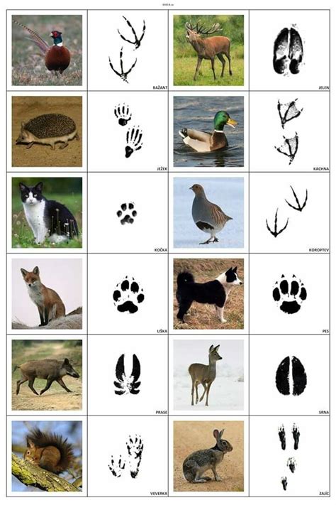 A book discussion class for kids who devour books. keys to the world | Montessori activities, Animal tracks ...