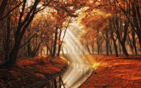 Select start > settings > personalization > background, and then select a picture, solid color, or create a slideshow of pictures. landscape, Nature, Fall, Trees, Canal, Sun Rays, Mist ...