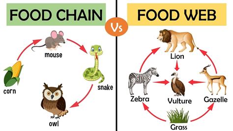 Difference Between Food Chain And Food Web Youtube