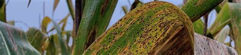 Nifa administers and provides leadership for a broad portfolio of integrated pest management (ipm) programs. University of Wisconsin Hybrid/Variety Trial Information ...