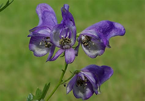 Rƒ† €ê ¥7µ4jd‰ úez zé4qgœþ øóx îäðñf3 bn. 34 Different Types of Purple Flowers for Your Garden ...