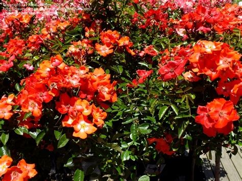 Plantfiles Pictures Shrub Rose Groundcover Rose Flower Carpet Sunset