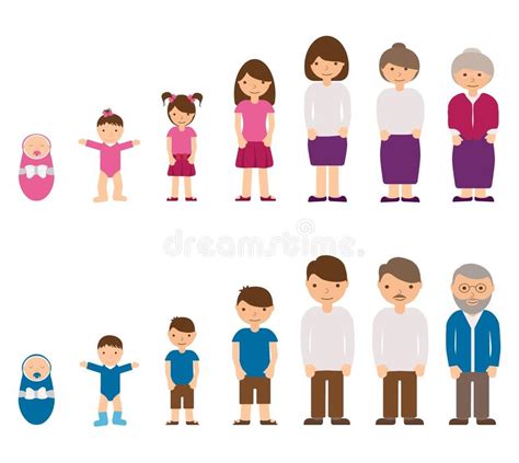 The Life Cycle Of Generations And Stages Of Human Body Different Ages
