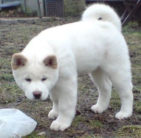 6 Month Old Pure White Akita Inu Akita Dog Akita Puppies Japanese Dogs