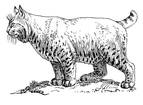 Free Bobcat Clipart Black And White Download Free Bobcat Clipart Black