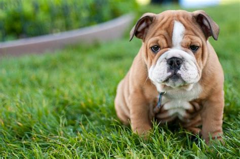 5 Tips For Training A Better Behaved Bulldog