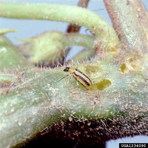 Striped Cucumber Beetle Acalymma Vittatum