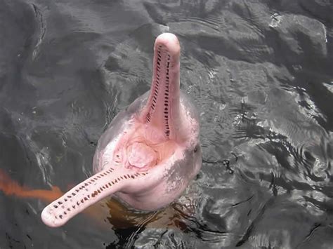 Pink River Dolphins Pink River Dolphin Amazon River Animals Dolphin