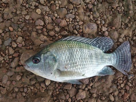 Tilapia: The Fish That Could Be Killing You Slowly
