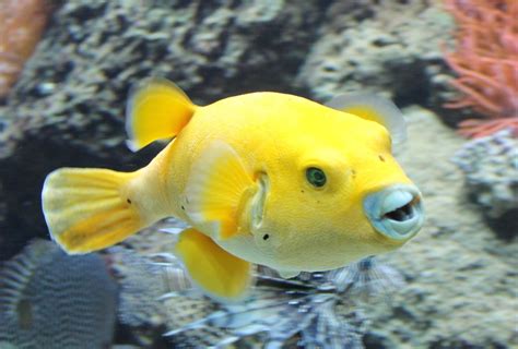 10 Must Have Products For Your Pet Puffer Fish A Complete Buying