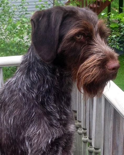 It's also free to list your available puppies and litters on our site. NAVHDA/AKC GWP PUPS