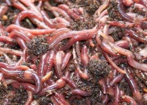 Composting Red Wiggler Worms Marlé Worm Growers