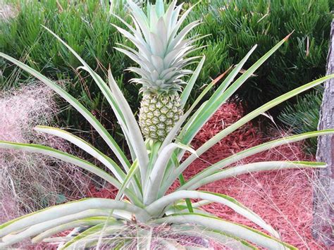 Fruiting pineapple plants need full sun, moisture, fertilizer - Orlando Sentinel